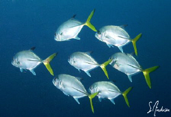 A Jack Formation - This image was taken while diving off ... by Steven Anderson 